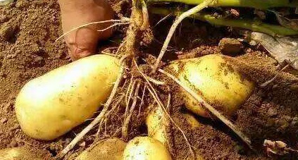 它被称为地下苹果,成外国人主要粮食,中国人一般当蔬菜吃休闲区蓝鸢梦想 - Www.slyday.coM 它被称为地下苹果,成外国人主要粮食,中国人一般当蔬菜吃休闲区蓝鸢梦想 - Www.slyday.coM