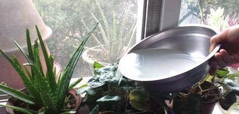 都说淘米水浇花好,为啥我天天用淘米水浇花,花却死了