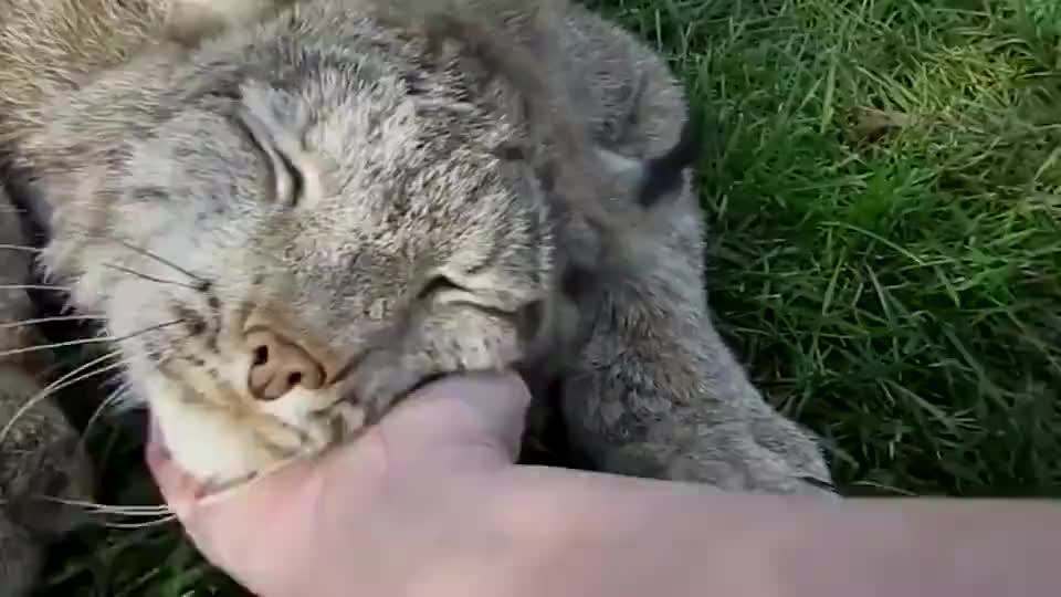 小老虎猞猁 打呼噜都自带涡轮增压, 沙包一样大的拳头