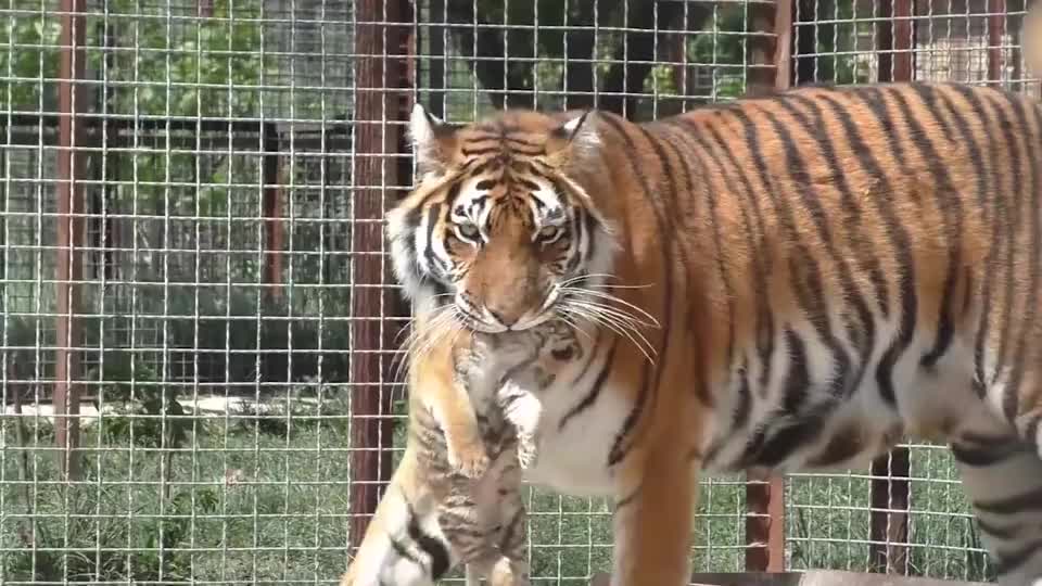 母老虎叼着孩子到游客面前炫耀:这是我的孩子,可爱吧