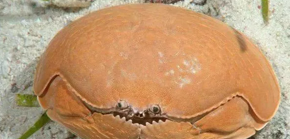 海边渔民看到都不捡的“傻瓜蟹”,被商贩当面包蟹卖,你上当了吗休闲区蓝鸢梦想 - Www.slyday.coM 海边渔民看到都不捡的“傻瓜蟹”,被商贩当面包蟹卖,你上当了吗休闲区蓝鸢梦想 - Www.slyday.coM