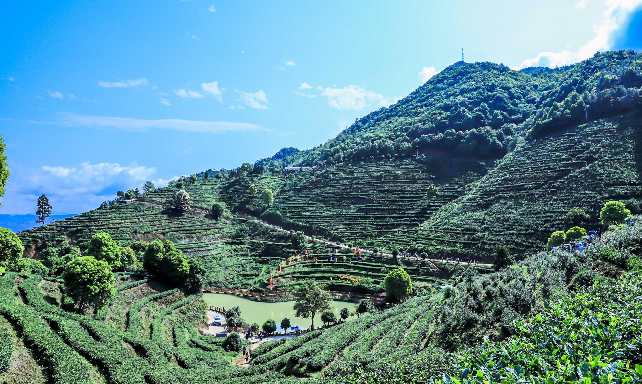 上犹油石乡的采茶女,青山绿水中的风景线