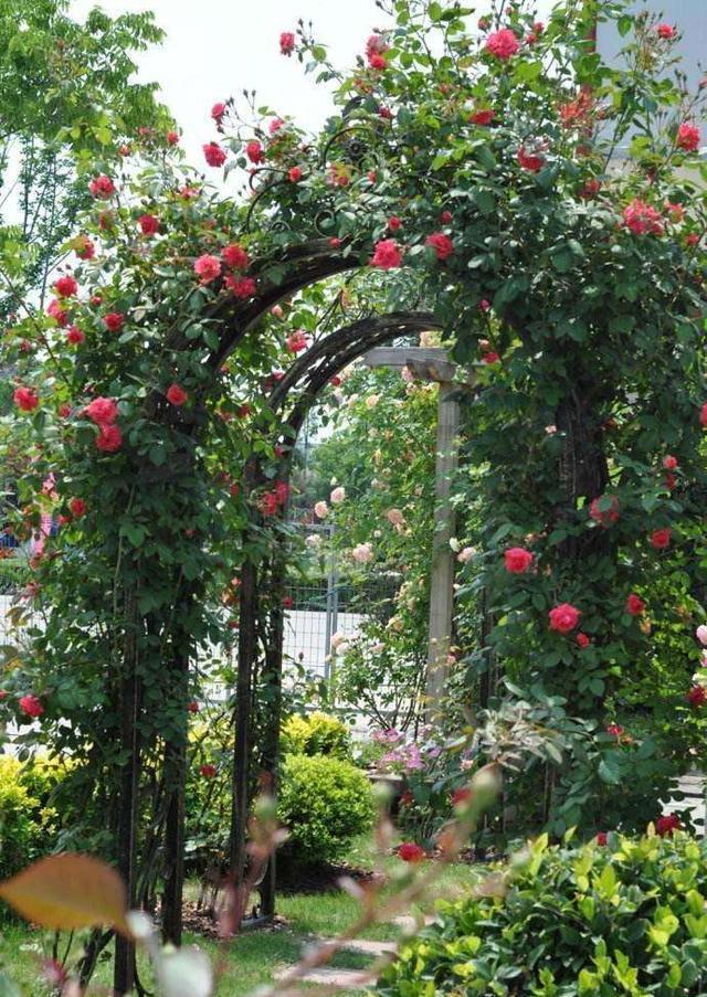 制作藤本月季拱门别犯2个错否则有的折腾