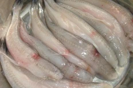 这种鱼比豆腐还要软潮汕人餐桌上的常见菜鲜美又营养