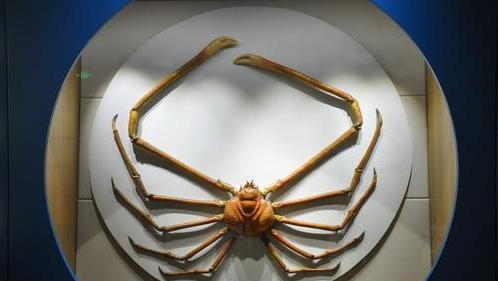 世界最大螃蟹,长4.2米重达40斤,能捕食鲨鱼!却还是被端上餐桌休闲区蓝鸢梦想 - Www.slyday.coM 世界最大螃蟹,长4.2米重达40斤,能捕食鲨鱼!却还是被端上餐桌休闲区蓝鸢梦想 - Www.slyday.coM