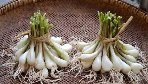 它是菜中的灵芝,饭前饭后来几颗,不打郎中门前过!夏季要多吃休闲区蓝鸢梦想 - Www.slyday.coM 它是菜中的灵芝,饭前饭后来几颗,不打郎中门前过!夏季要多吃休闲区蓝鸢梦想 - Www.slyday.coM