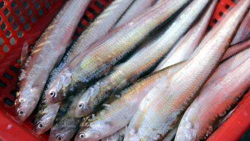 中国最珍贵的“顶级食材”，家里有矿才吃得起，一般人看看就好！休闲区蓝鸢梦想 - Www.slyday.coM