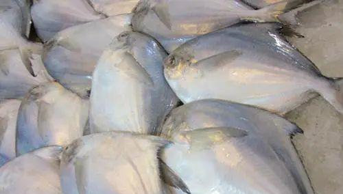 想吃深海鱼又怕贵,内行人建议吃这5种,纯野生,价