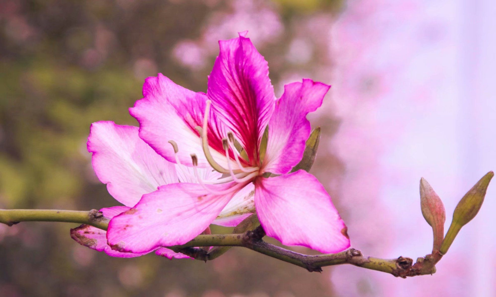 惊艳全国!柳州紫荆花最新海量美图来袭,太上头!_高清图集_新浪网