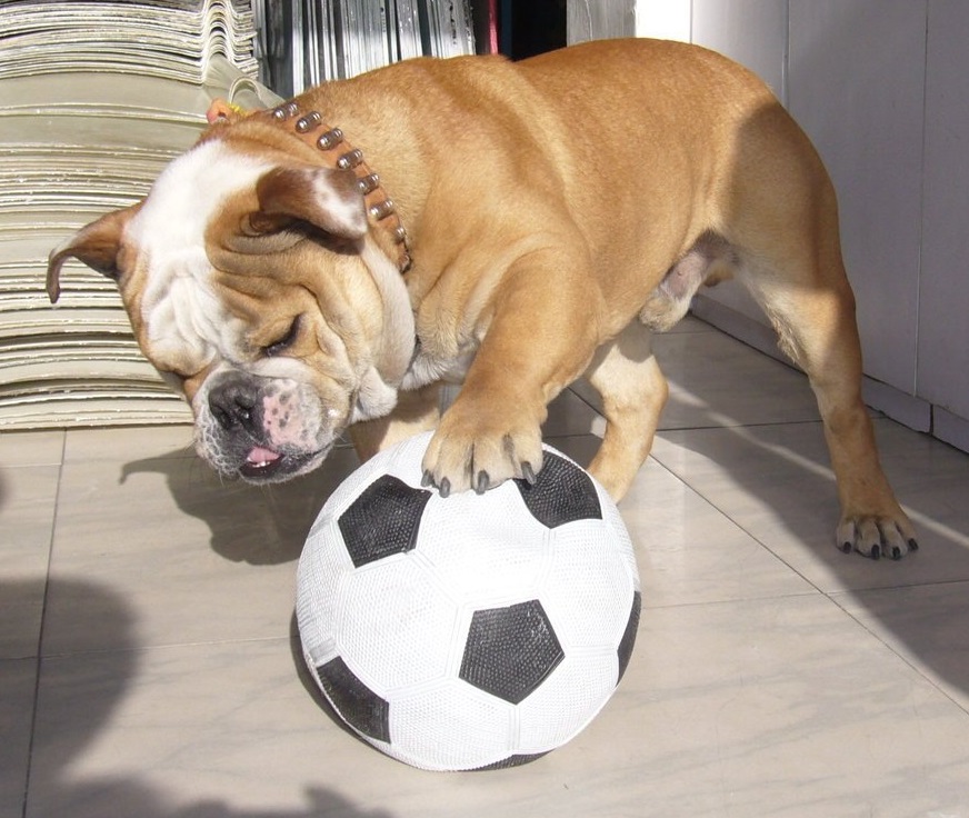 你知道吗全球5大笨狗都是哪几种第4种你可能很熟悉