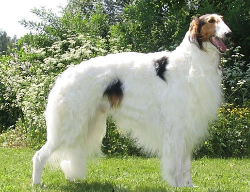 你知道吗全球5大笨狗都是哪几种第4种你可能很熟悉