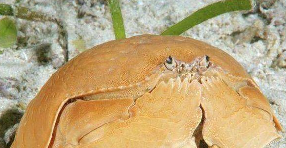 海边渔民看到都不捡的“傻瓜蟹”,被商贩当面包蟹卖,你上当了吗休闲区蓝鸢梦想 - Www.slyday.coM 海边渔民看到都不捡的“傻瓜蟹”,被商贩当面包蟹卖,你上当了吗休闲区蓝鸢梦想 - Www.slyday.coM