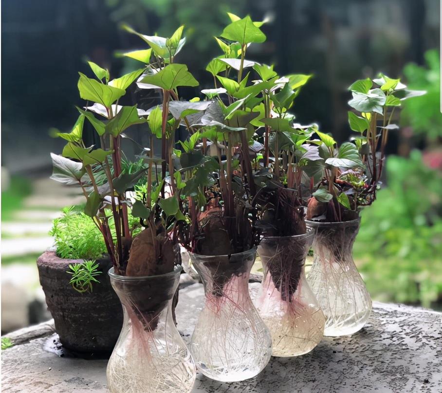 冬天里的烤红薯最受欢迎那么如何自己在家做一个地瓜盆栽