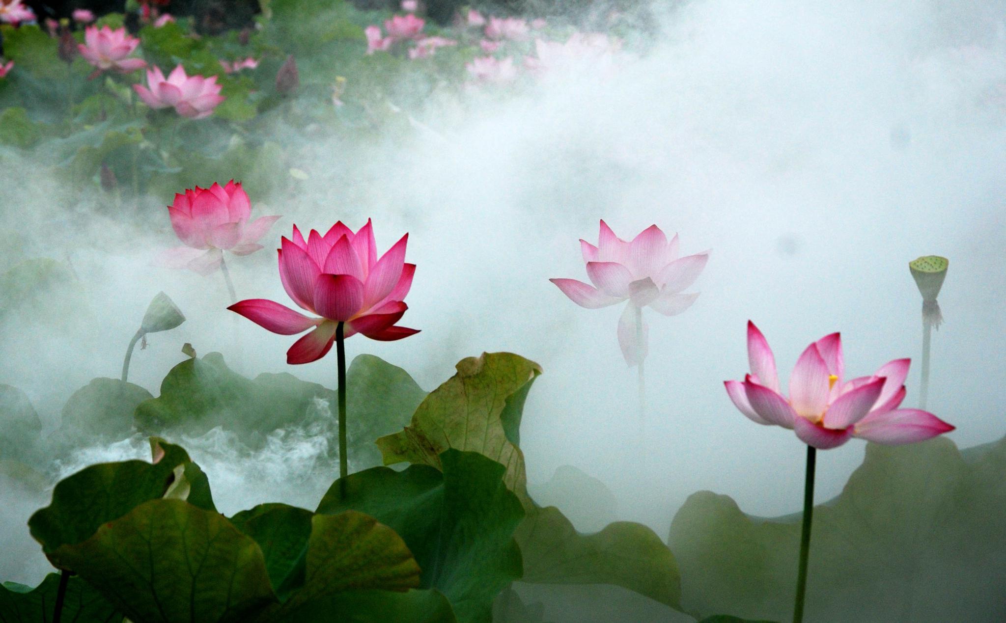 梦里荷花香飘缈江苏无锡