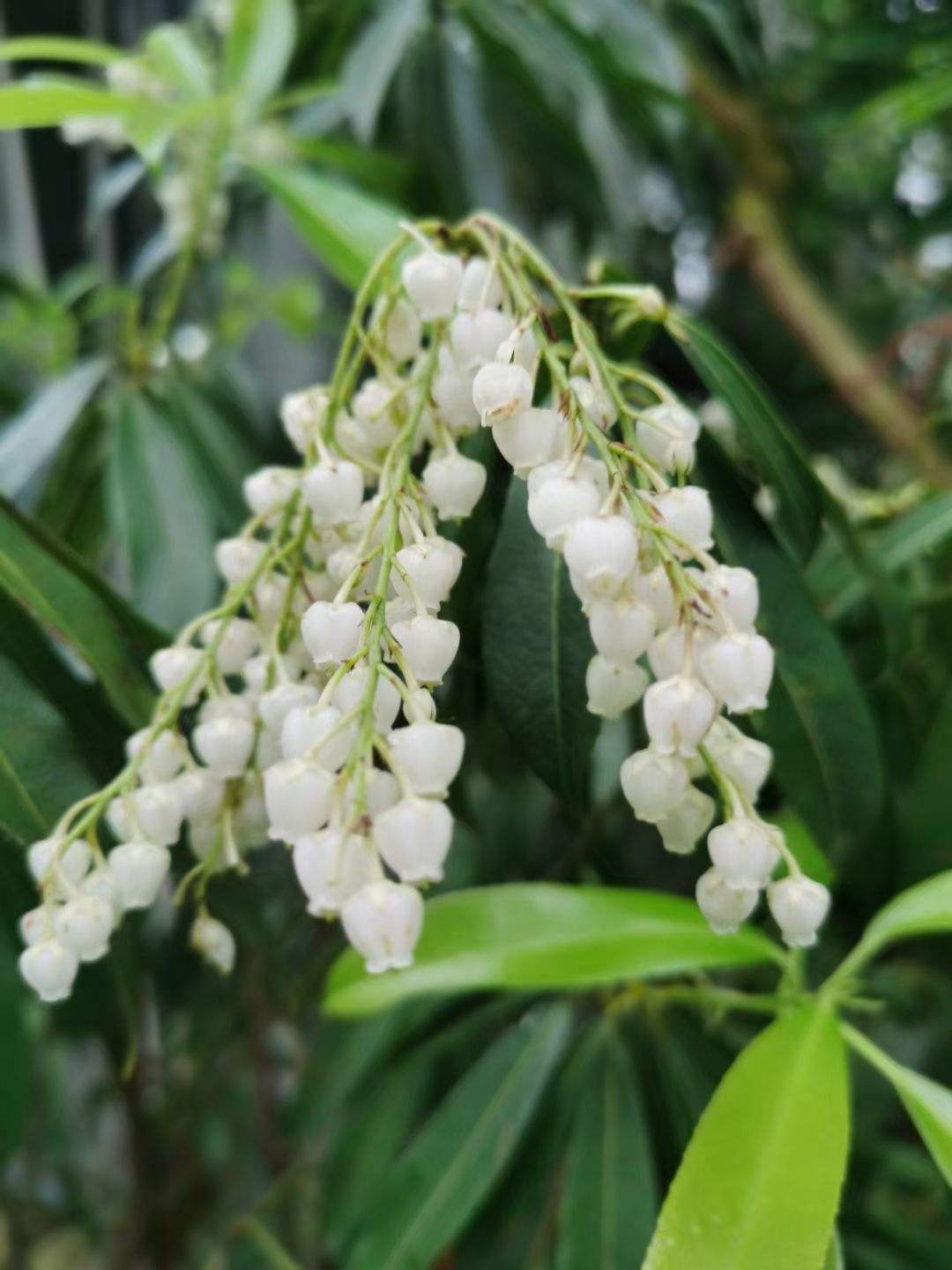 开花像小泡泡的花卉叶子泡水后还能杀虫你有没有见过