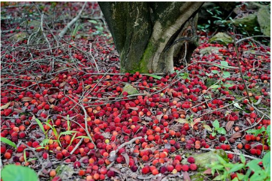 杨梅季节:采摘园空荡荡无人,大量果实直接落地,农民欲哭无泪
