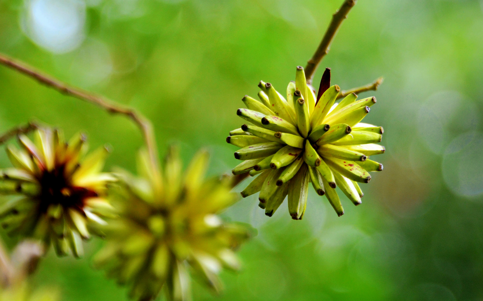 喜树果秋天成熟喜树有绿化观赏价值还是非常有价值的中药