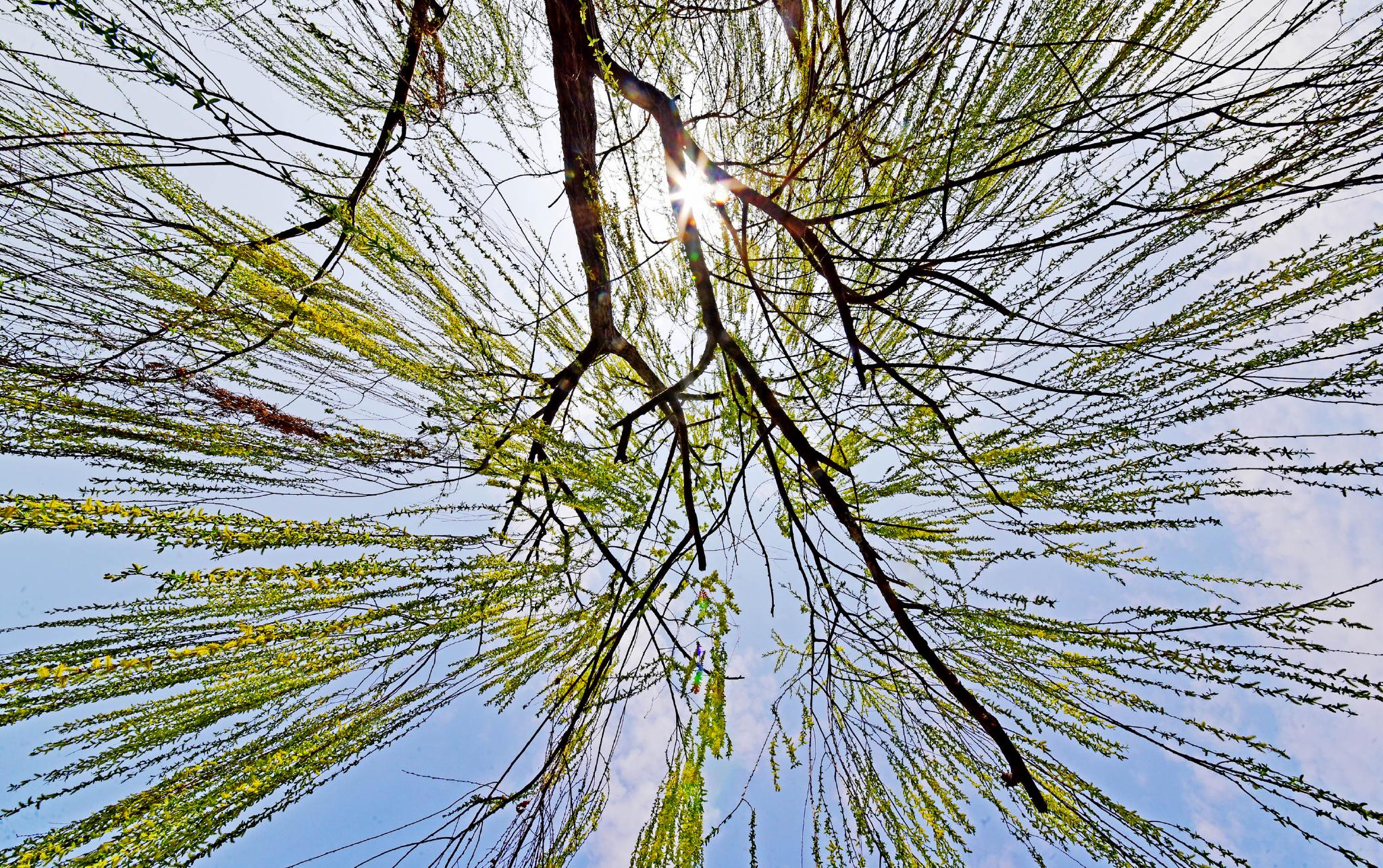 杨柳青青迎春到