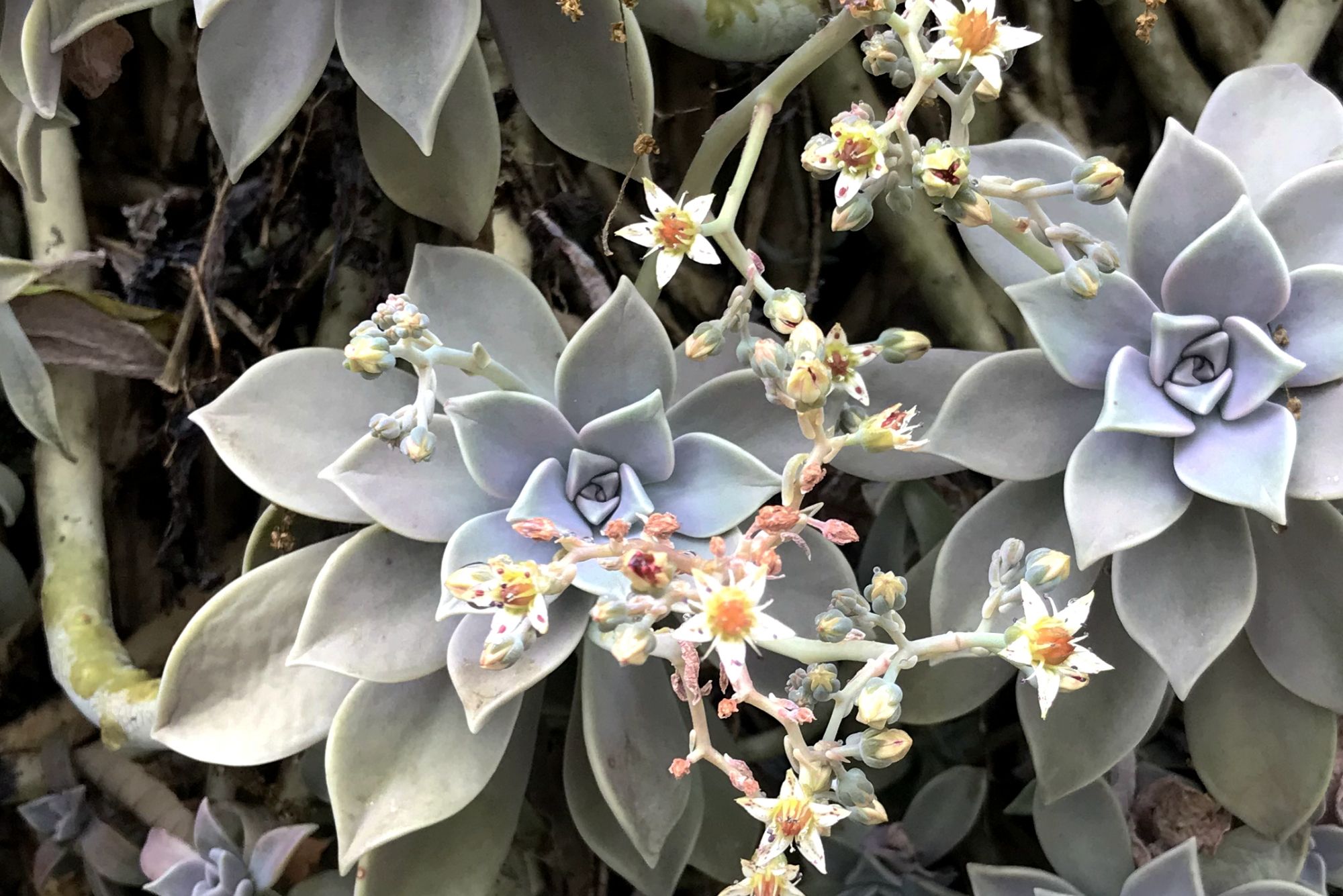 旅行趣闻,多肉界的小强,广元发现2米多高的胧月,似瀑布!