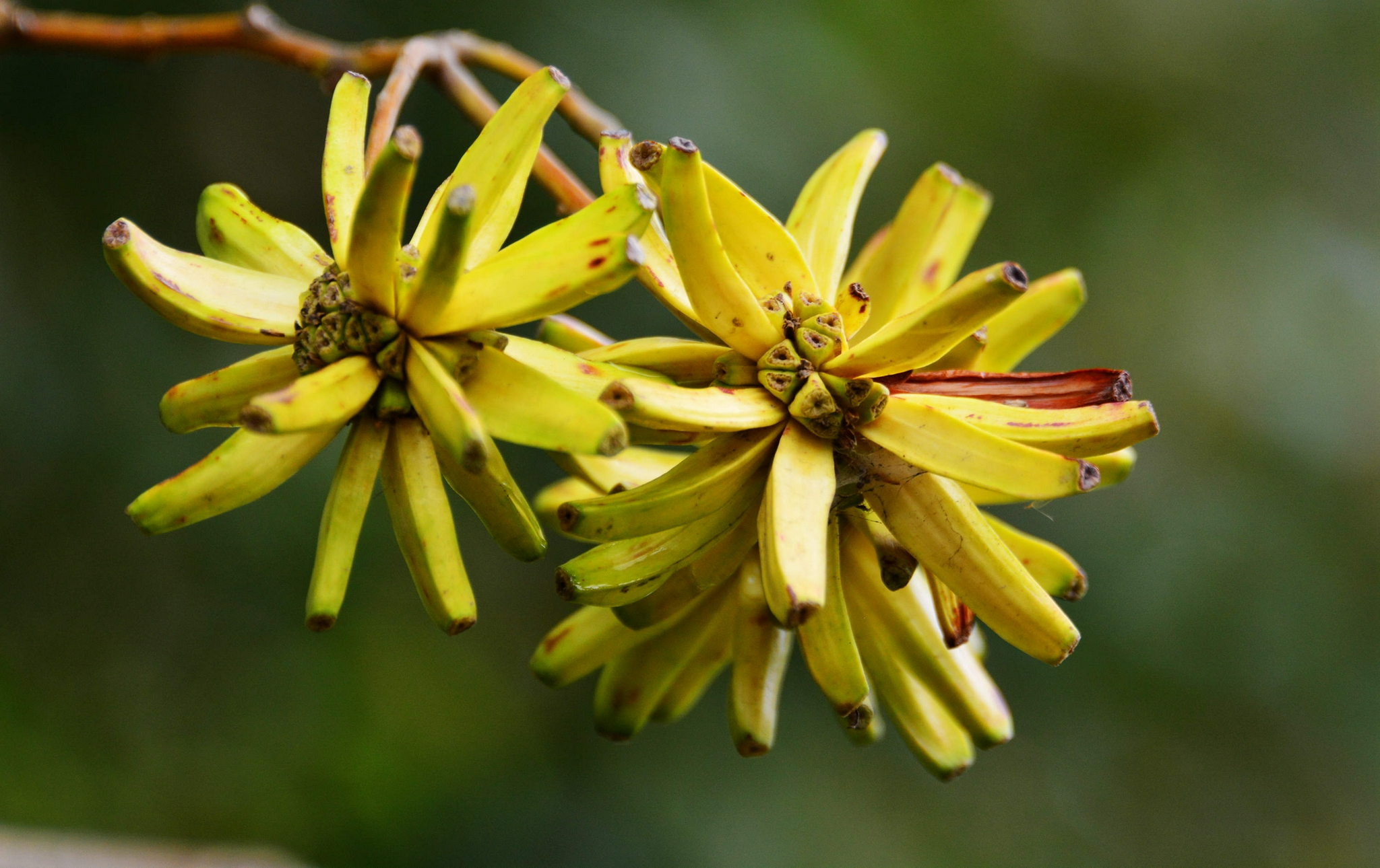 喜树果秋天成熟喜树有绿化观赏价值还是非常有价值的中药