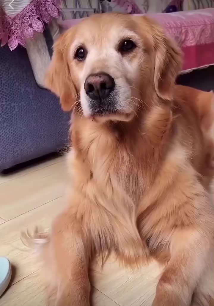 金毛造型还满意吗金毛萌宠