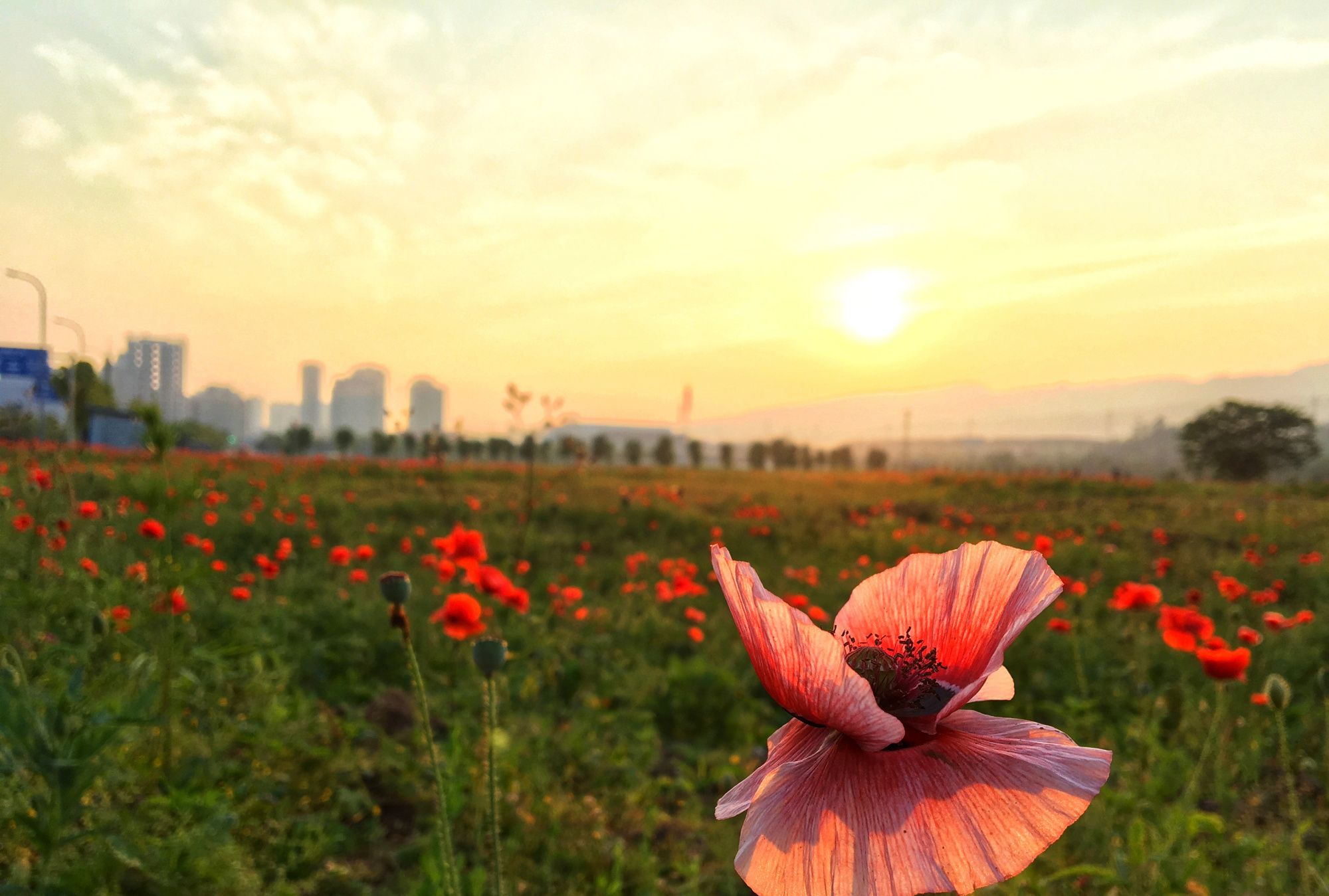 手机摄影:夕阳西下,花意正浓