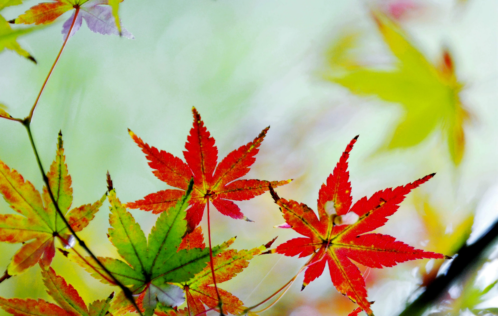 红了的枫叶,秋天的靓丽风景线,江苏省无锡市锡山区锡北镇.