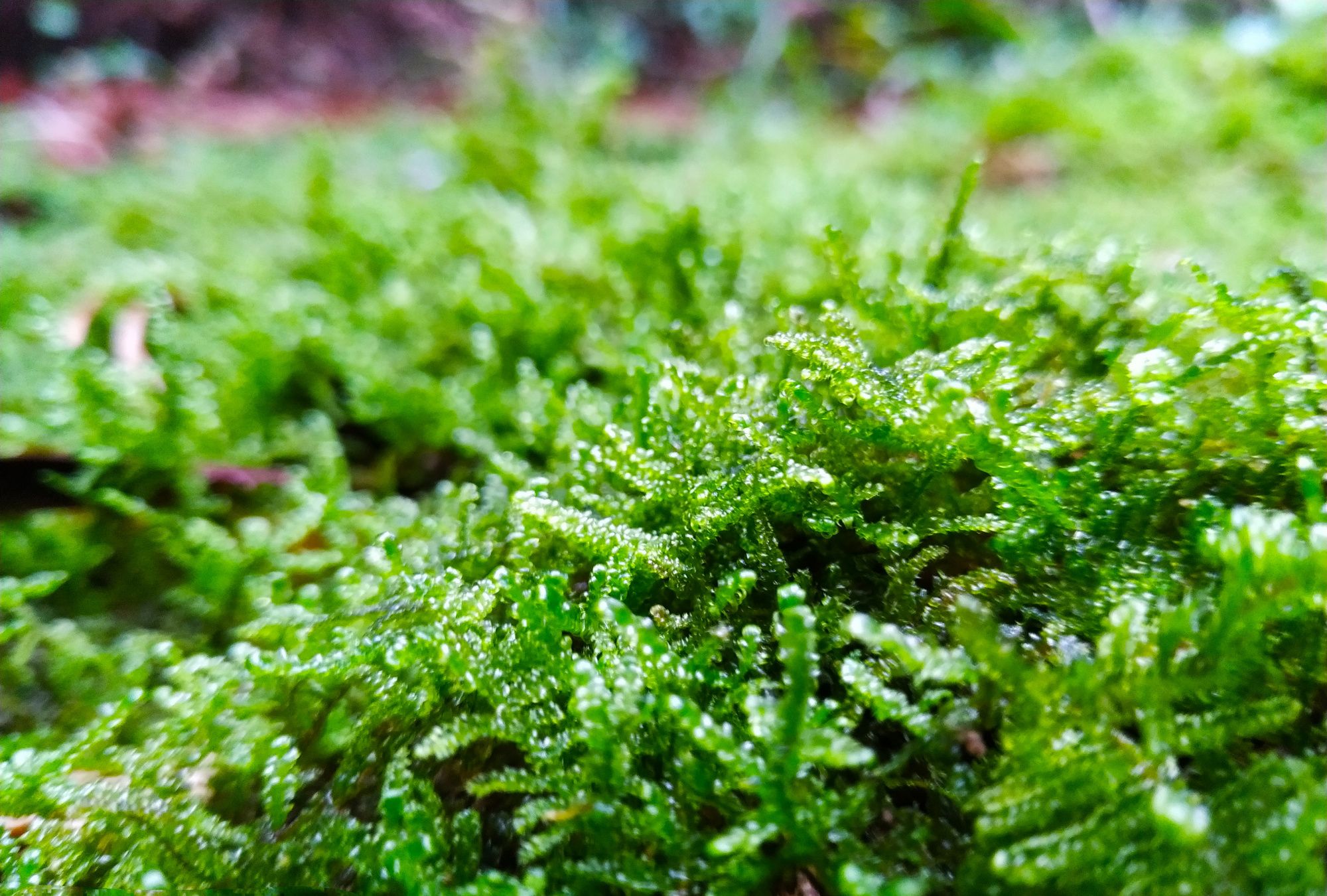 苔藓的小世界,您确定不看看吗?