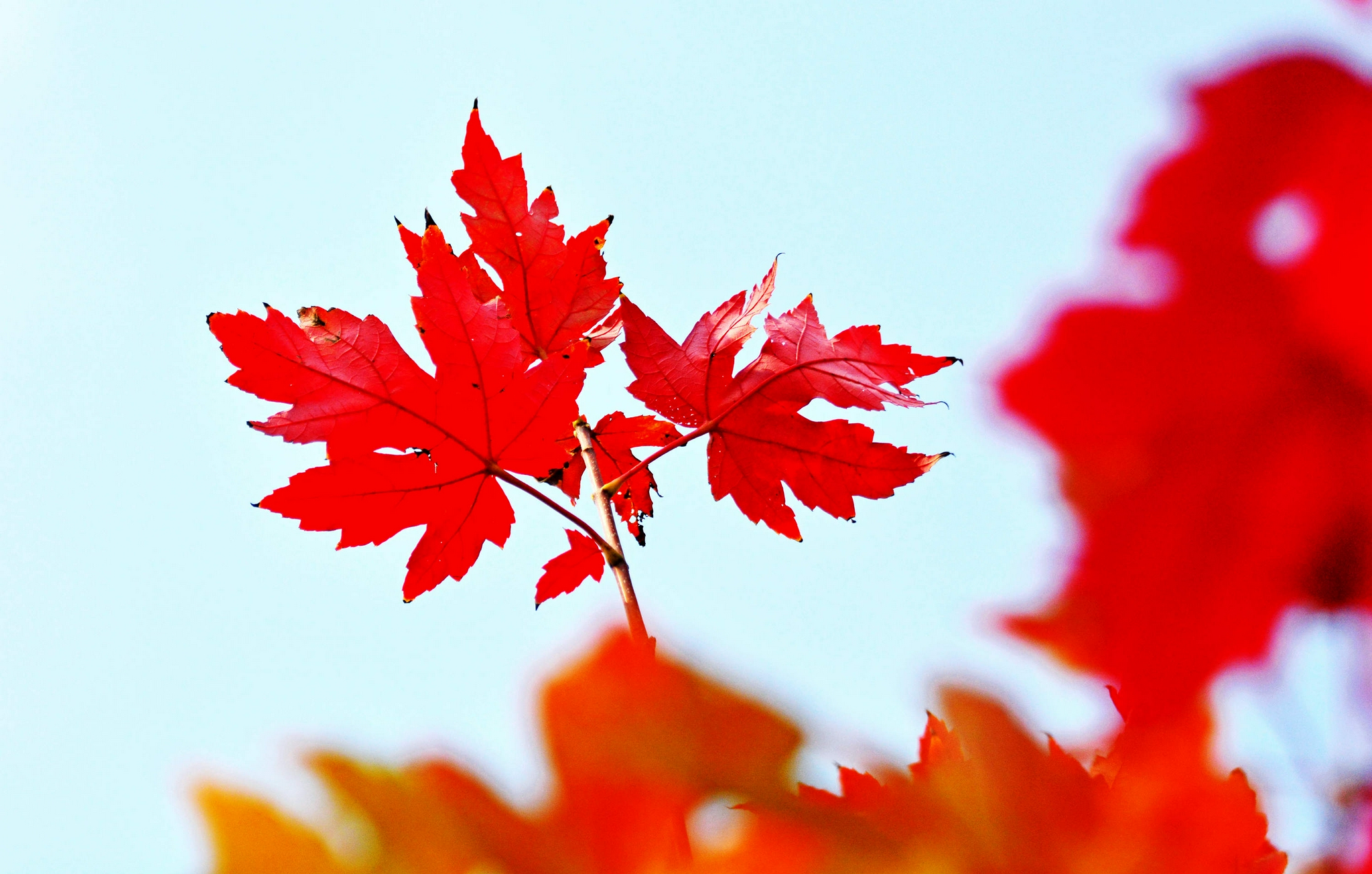 锡北枫叶红透了
