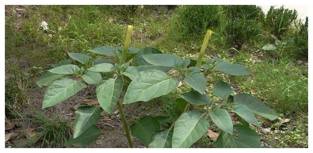 它长在坟墓旁,人称"尸参",内含剧毒能致命,见到赶紧绕道走!