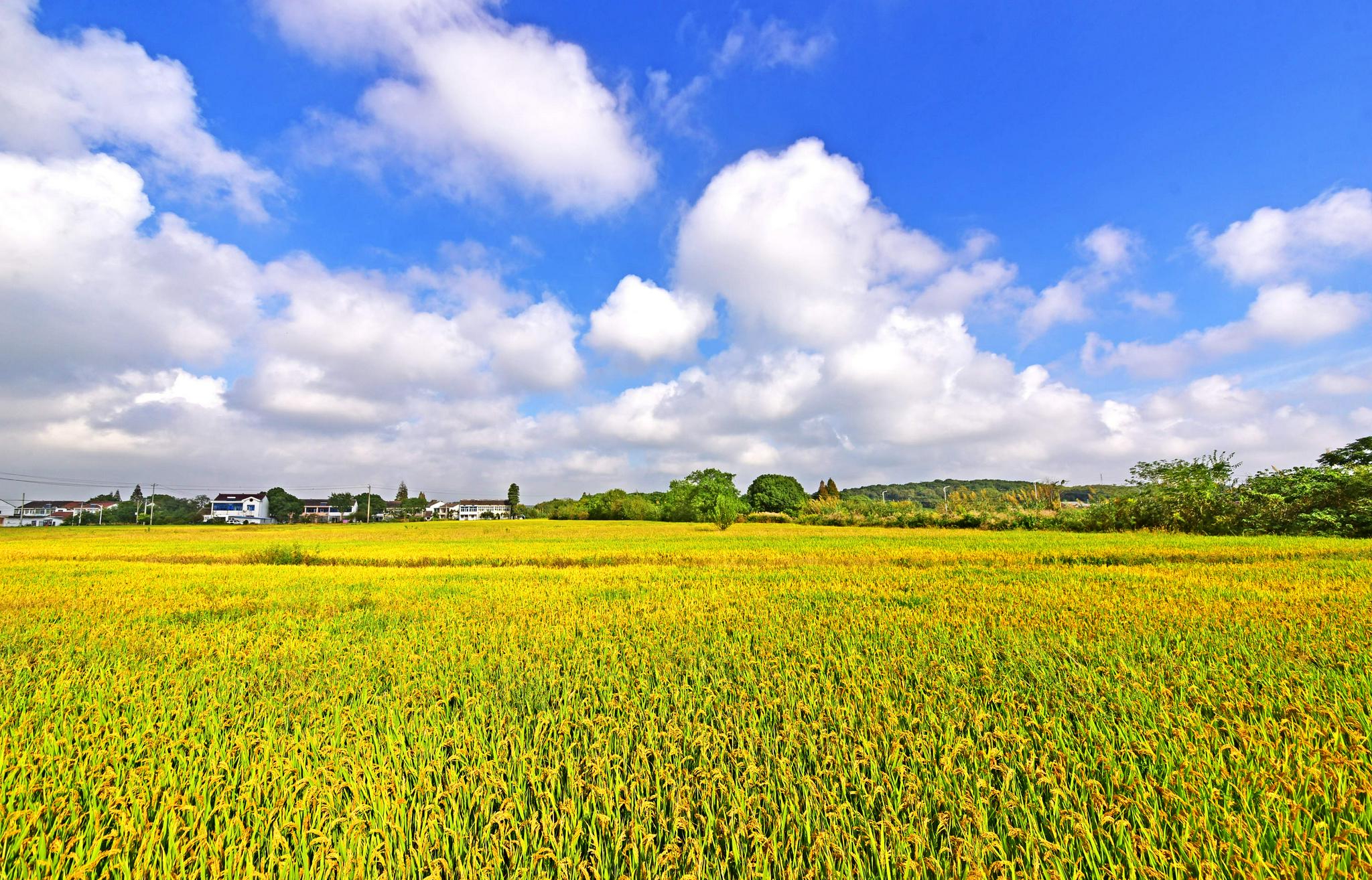 行摄锡山秋景图之——锡北篇,田园秋色.江苏省无锡市锡山区.
