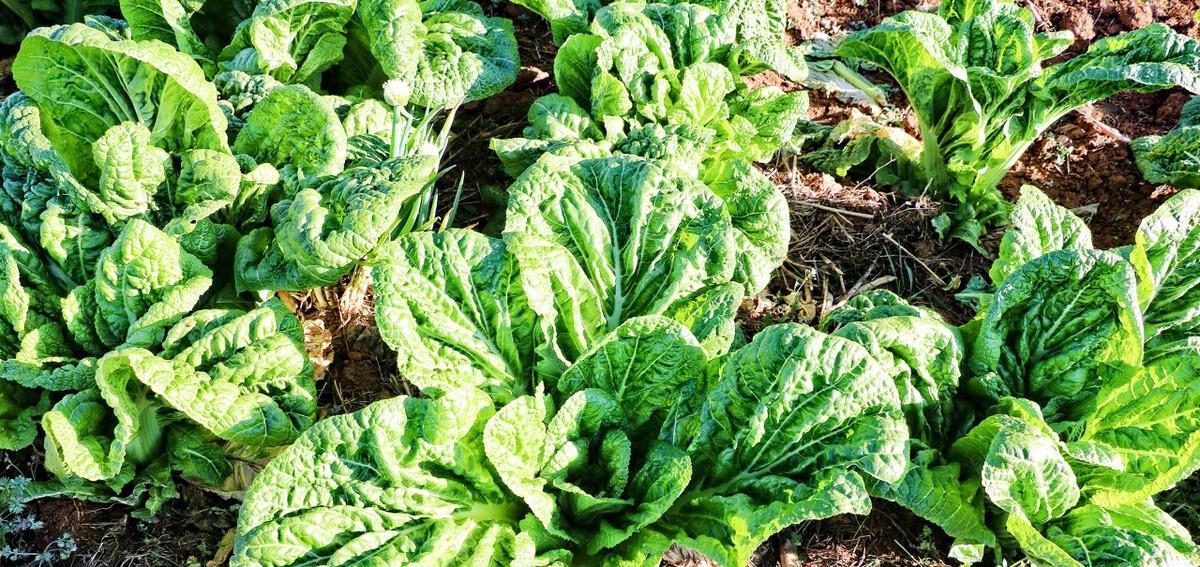 这种菜的梗比叶子好吃,可炒食可煲汤,做成回锅菜就是传统风味菜__财经