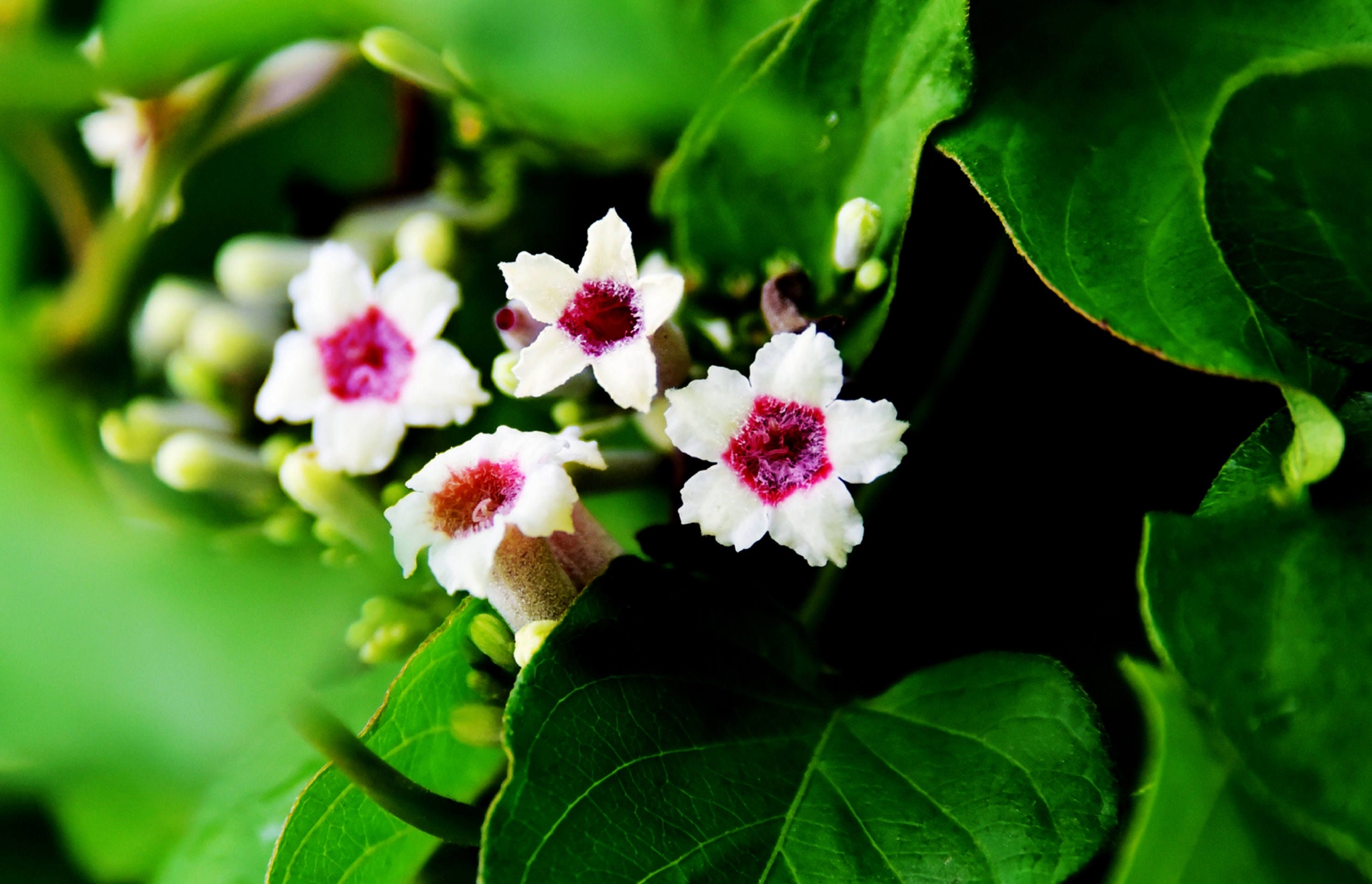 鸡屎藤,全株入药,是非常好的中草药.__财经头条