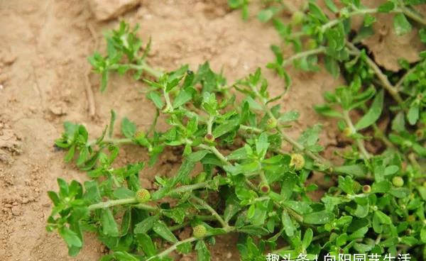 老家的鹅不食草,作用有很多,听说能治"鼻炎",山上遍地是__财经头条