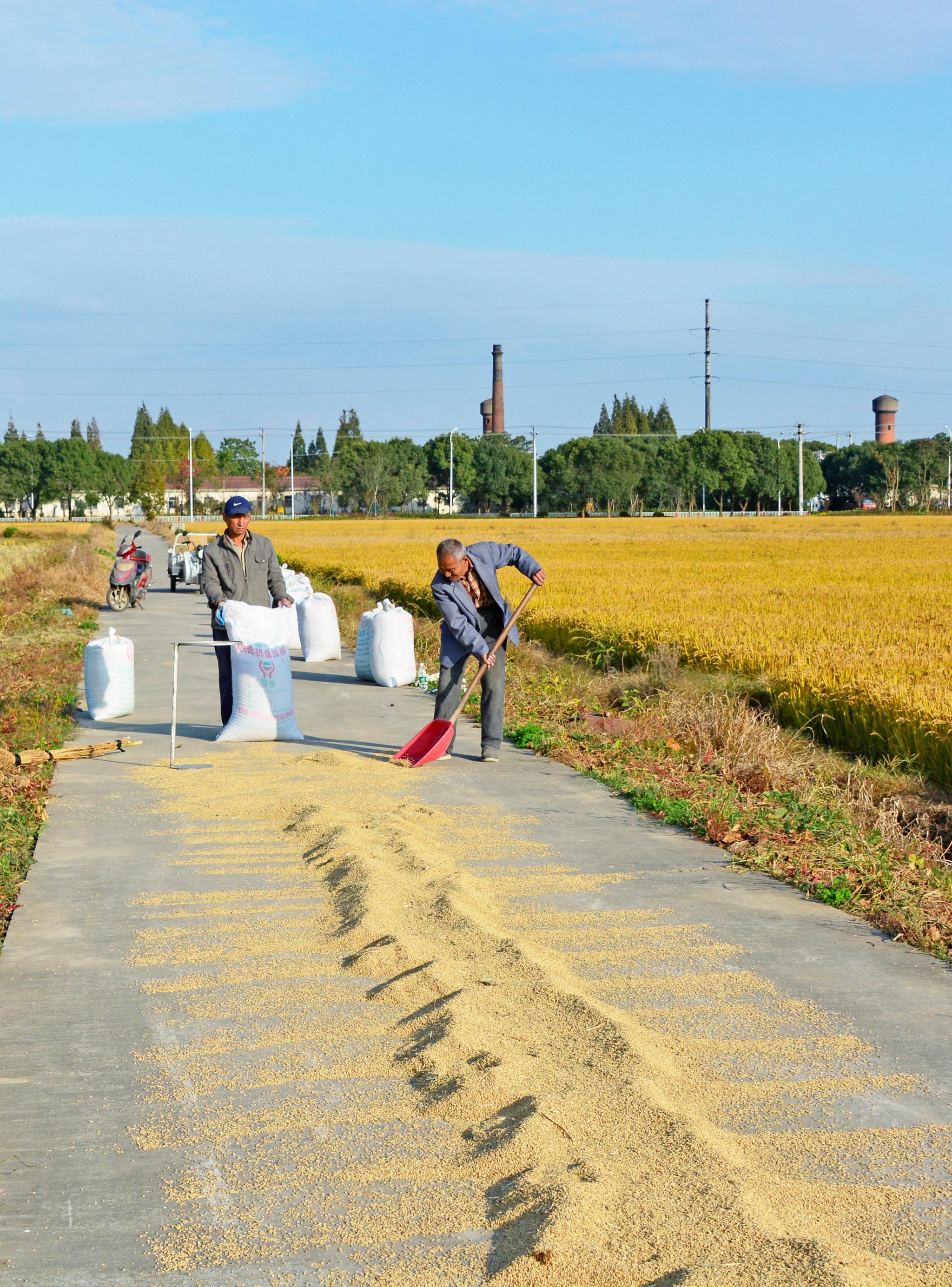 小康路上江苏无锡东港东南村种粮大户晾晒收藏稻谷