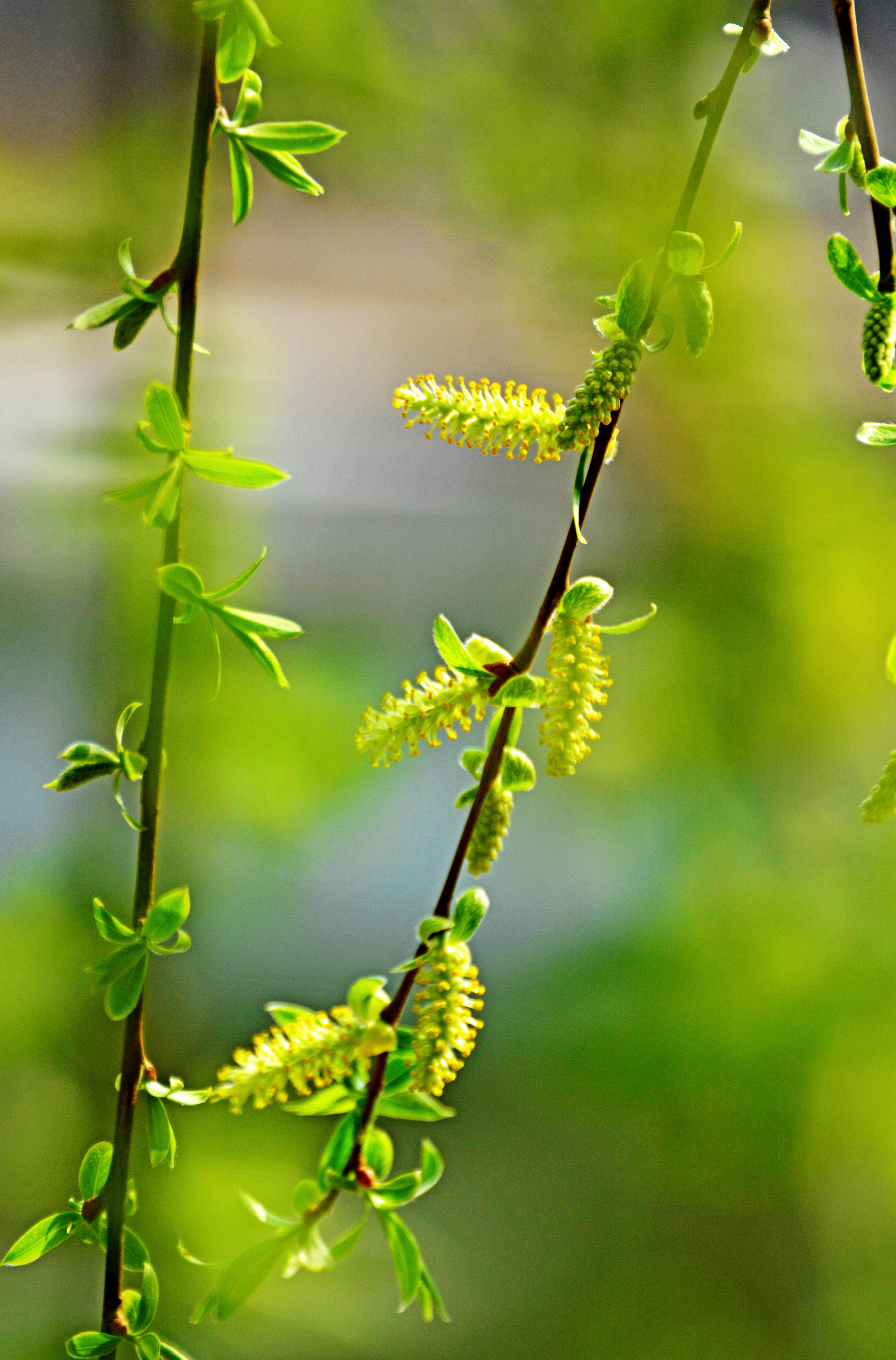 杨柳青青迎春到