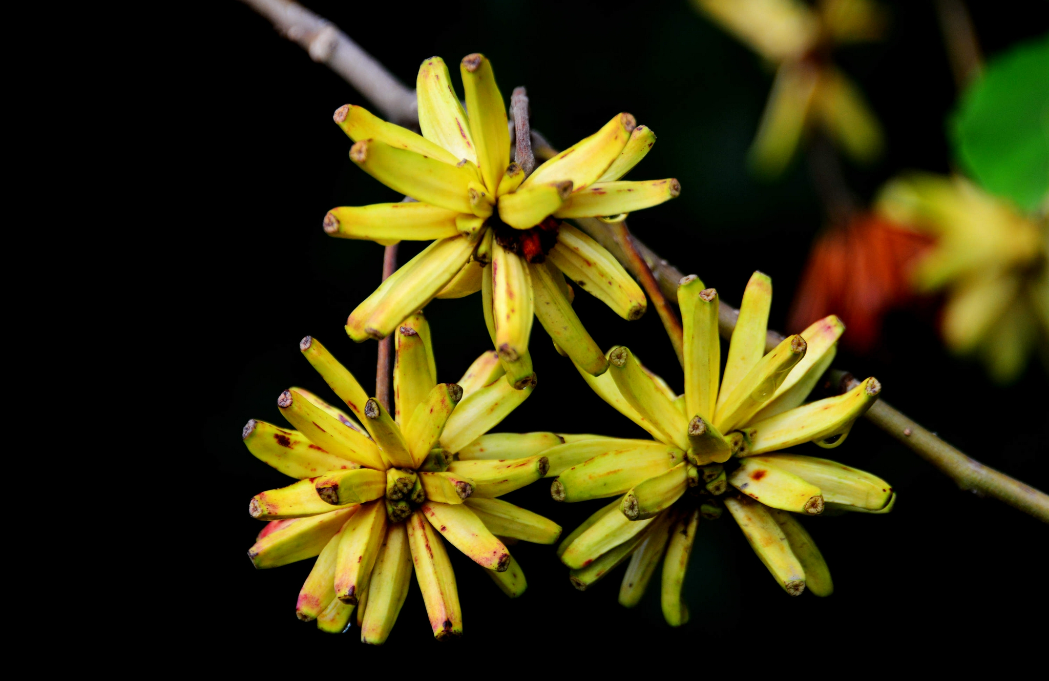 喜树果秋天成熟喜树有绿化观赏价值还是非常有价值的中药