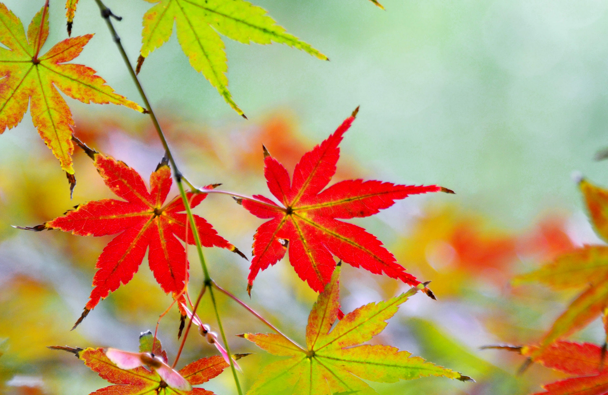 红了的枫叶,秋天的靓丽风景线,江苏省无锡市锡山区锡北镇.