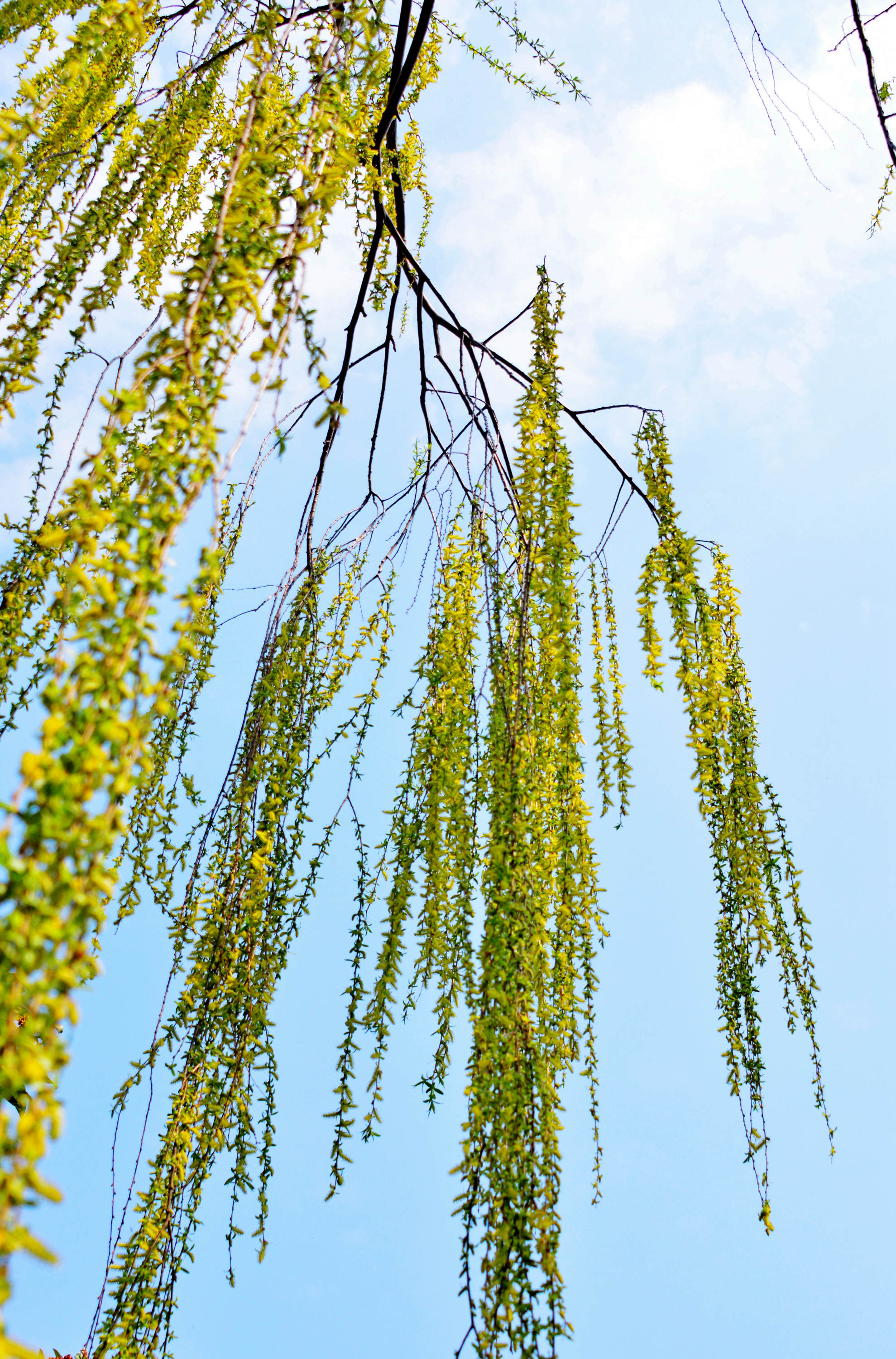 杨柳青青迎春到