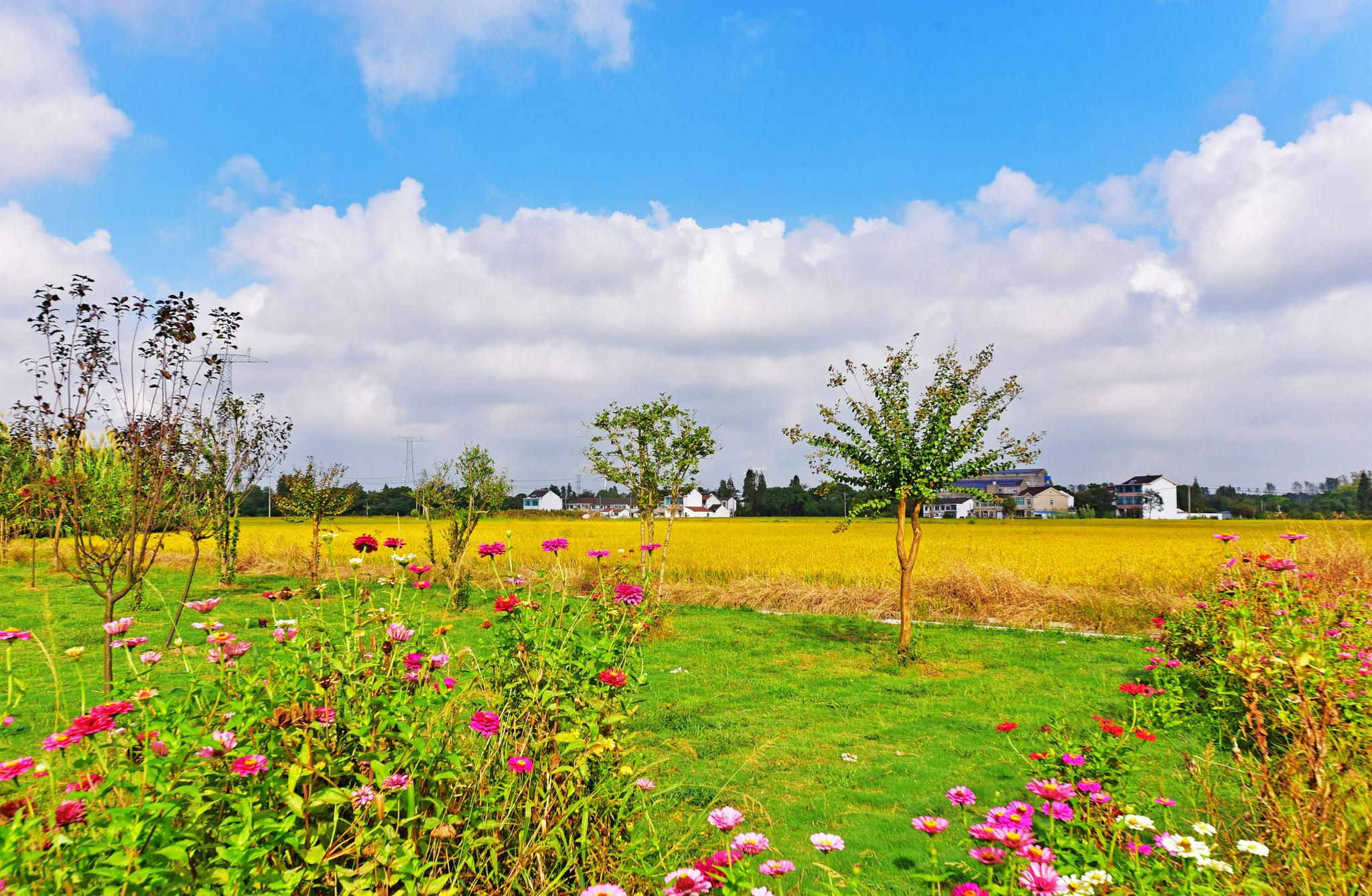 行摄锡山秋景图之——锡北篇,田园秋色.江苏省无锡市锡山区.