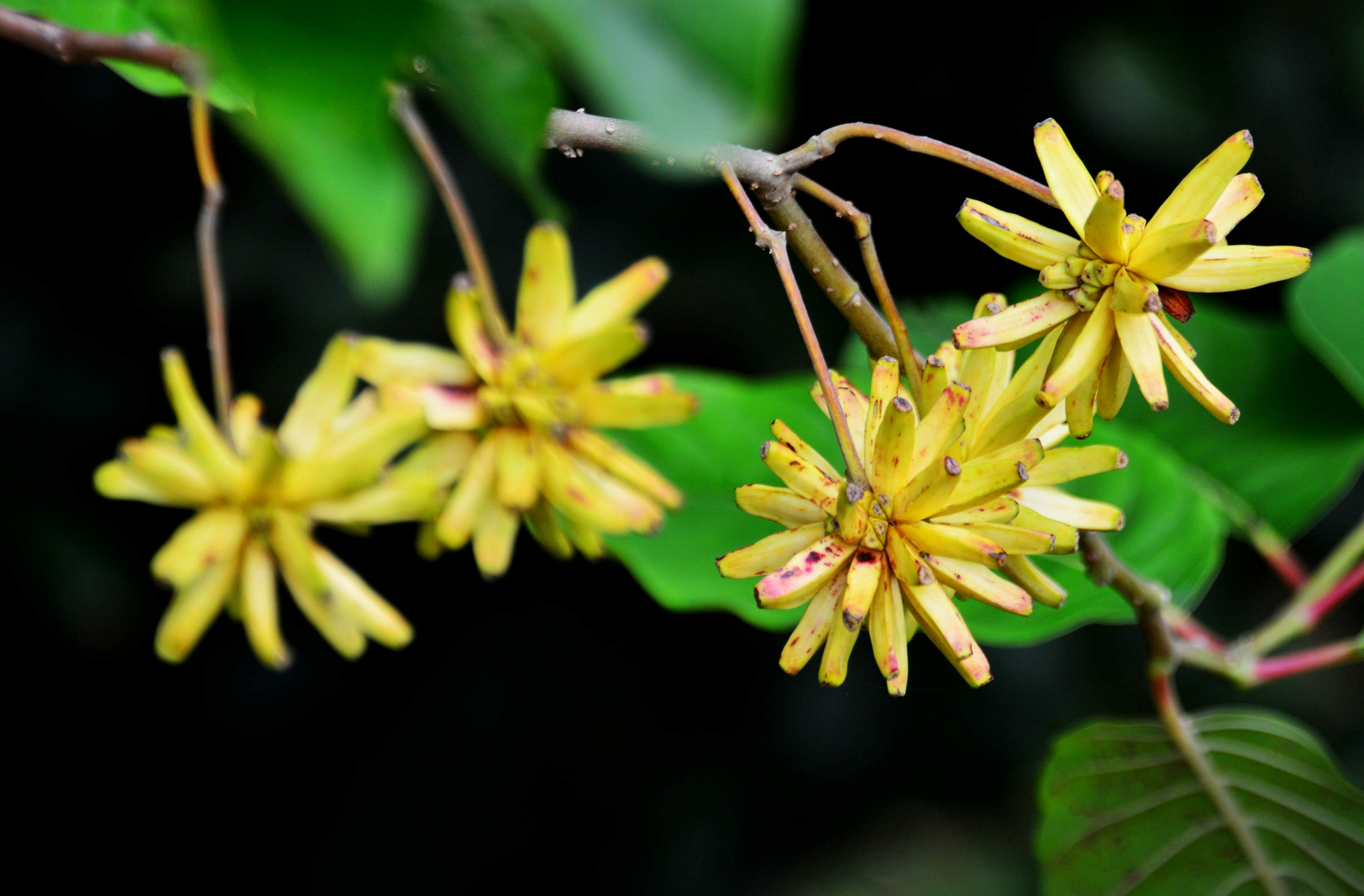 喜树果秋天成熟喜树有绿化观赏价值还是非常有价值的中药