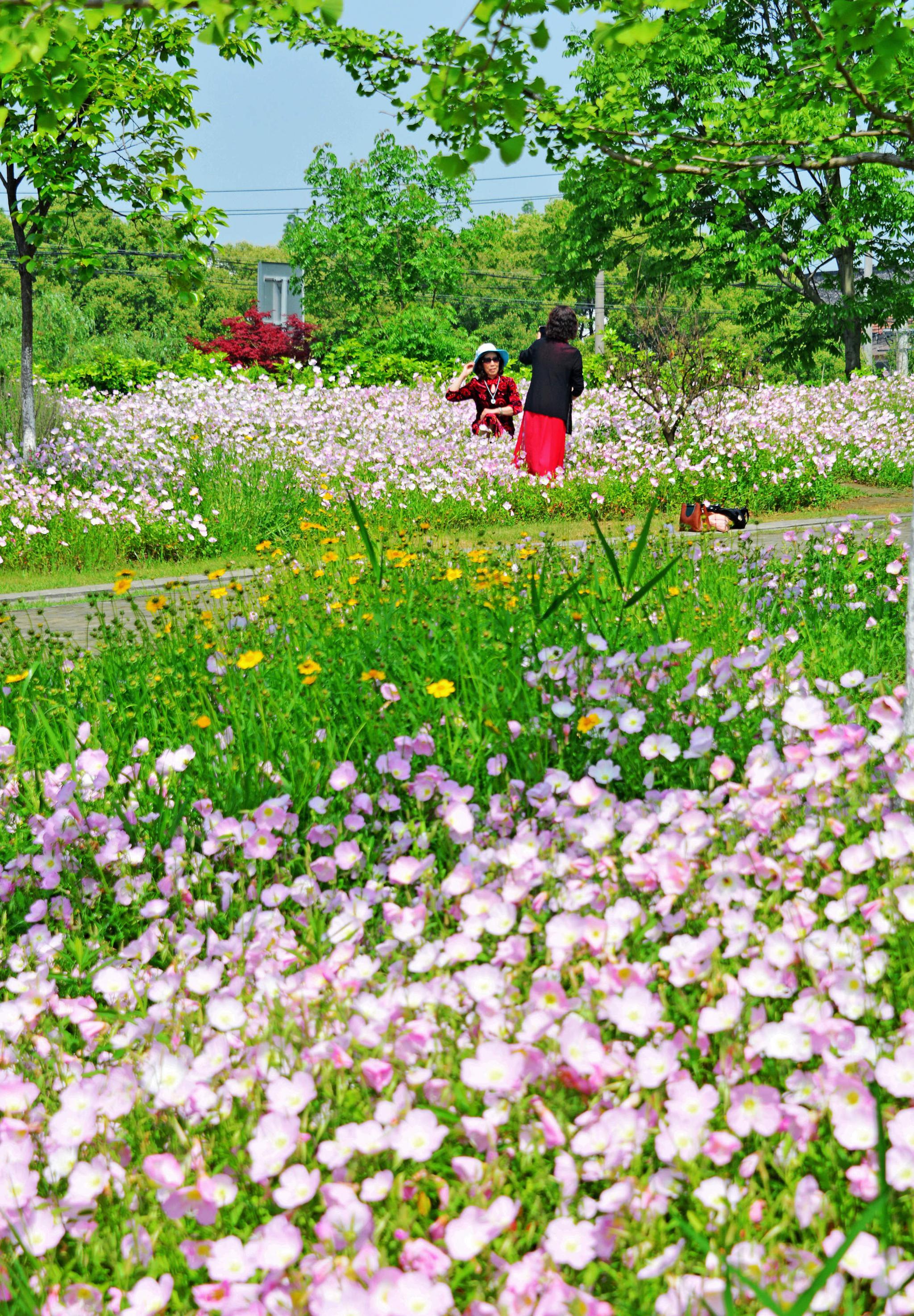 五月的鲜花盛开在原野上,无锡锡山安镇街道,翠屏山旅游度假区.