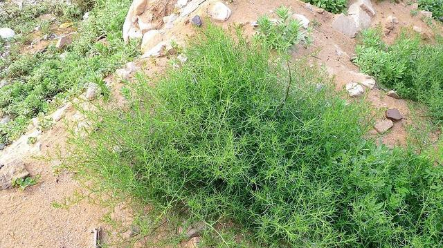 路边这野菜,过去不知救了多少人,如今却少有人识,网友:可惜了