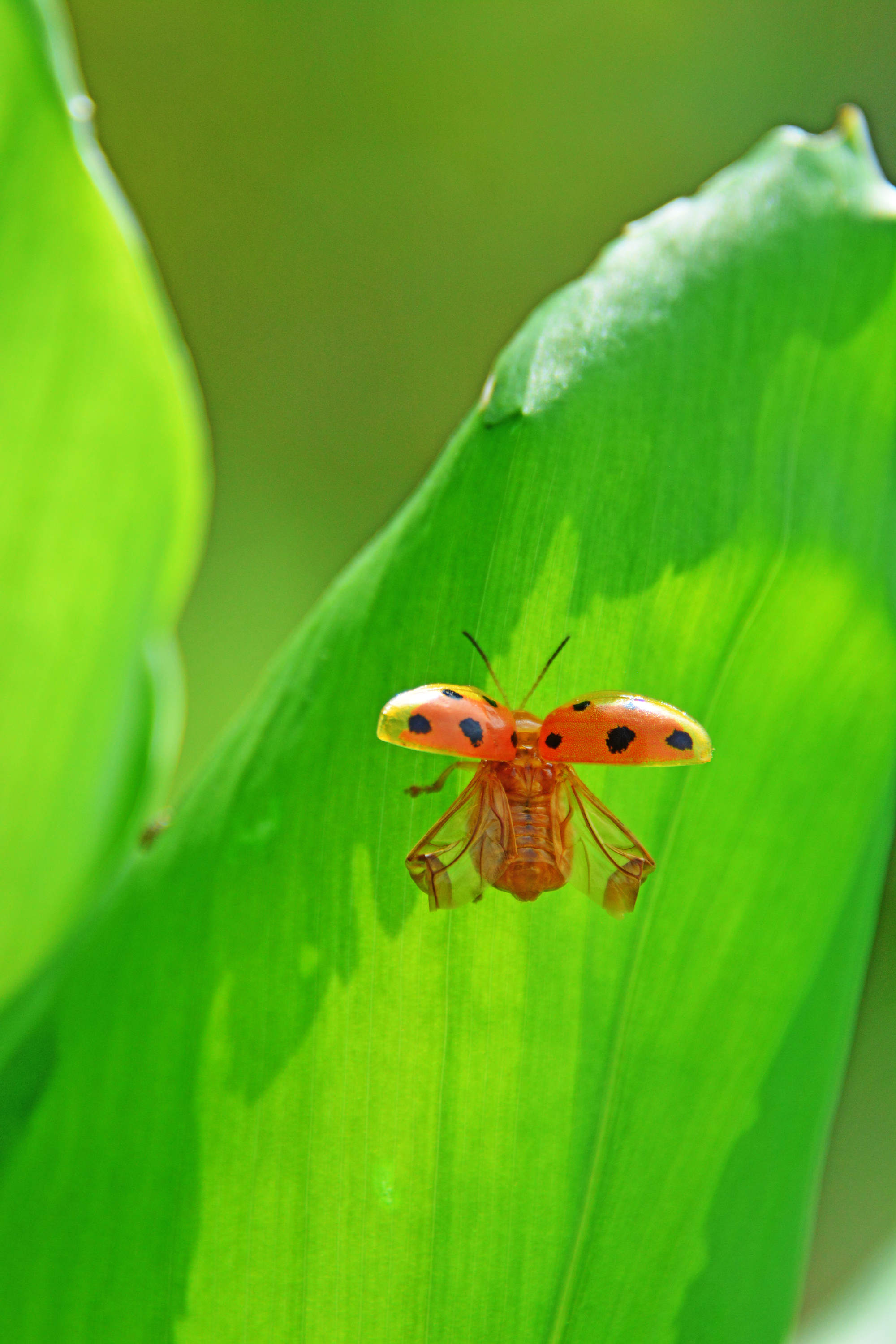 江苏省无锡市锡山区.|瓢虫|锡山区|野趣_新浪新闻