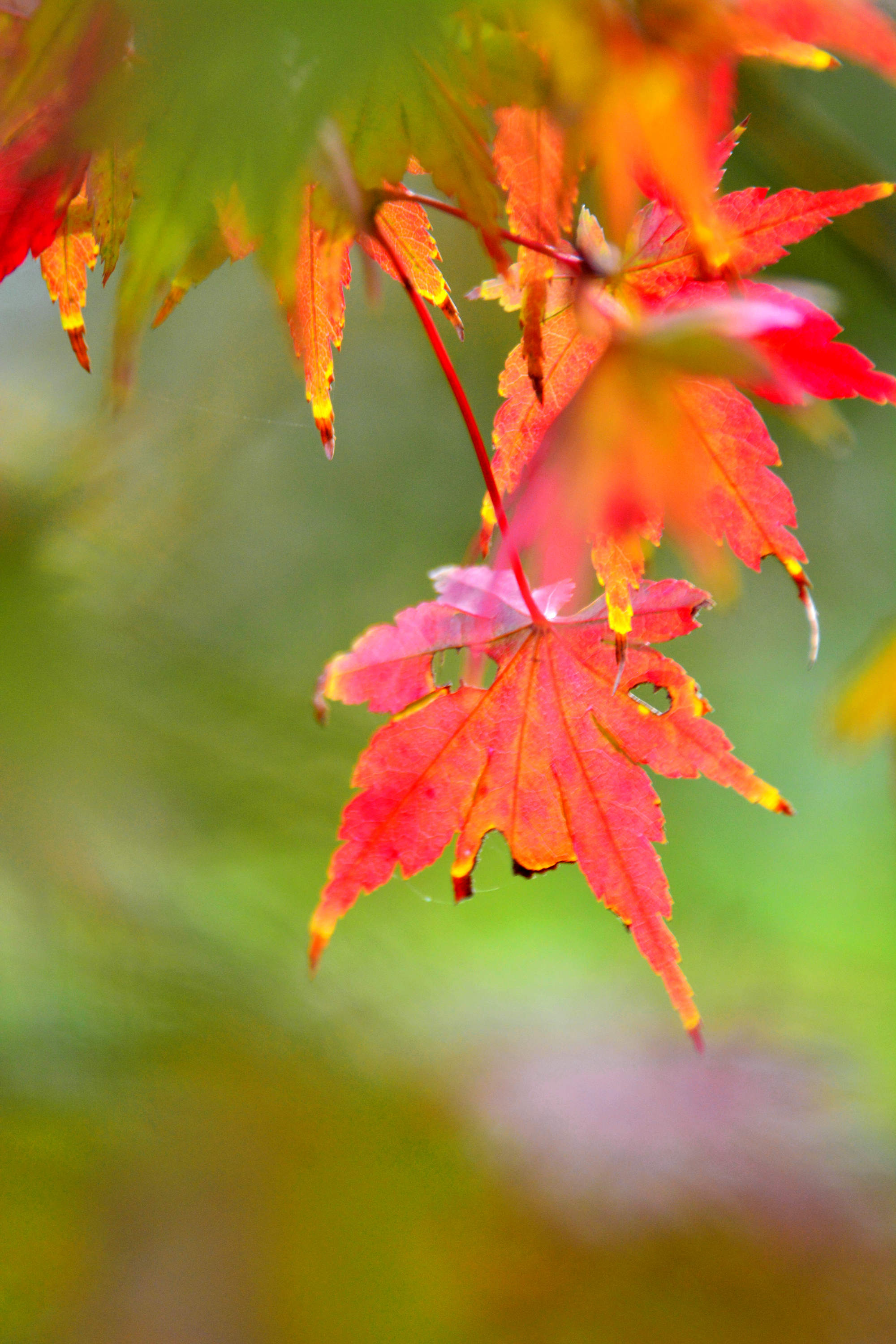 红了的枫叶,秋天的靓丽风景线,江苏省无锡市锡山区锡北镇.