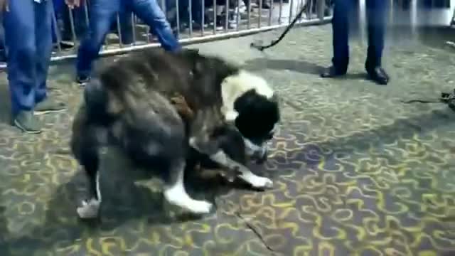 土佐犬挑战远大于自己的中亚牧羊犬 最后中亚体力耗尽被土佐咬住