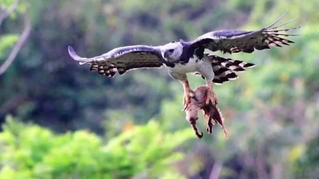 老鹰冲进鸡群抓小鸡母鸡彻底爆发了镜头记录老鹰惨状