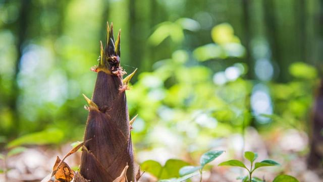 竹笋怎么保存（竹笋怎么保存新鲜竹笋怎么保存）