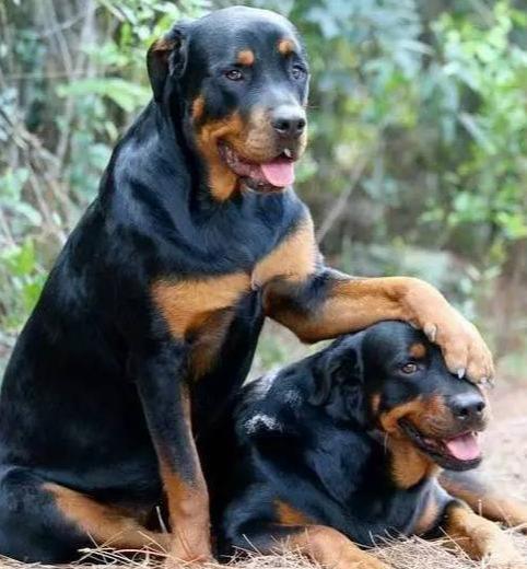 强盗的终结者卡斯罗罗威纳有多么优秀你知道吗