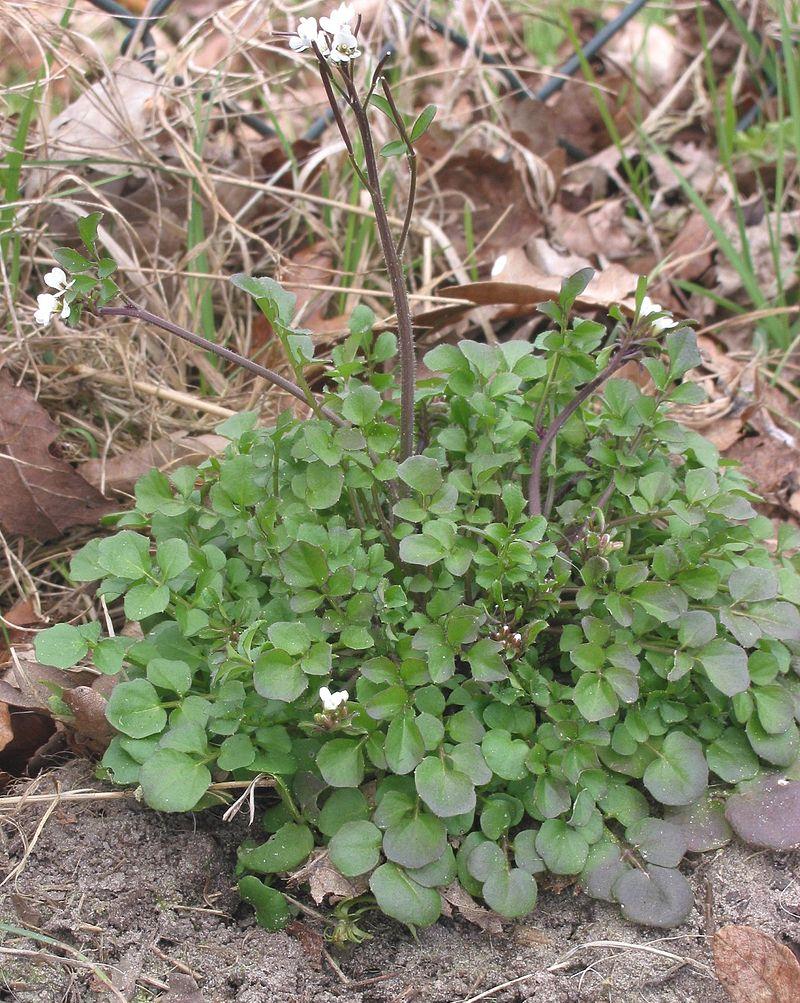 碎米荠——芥菜家族的冬季成员_高清图集_新浪网